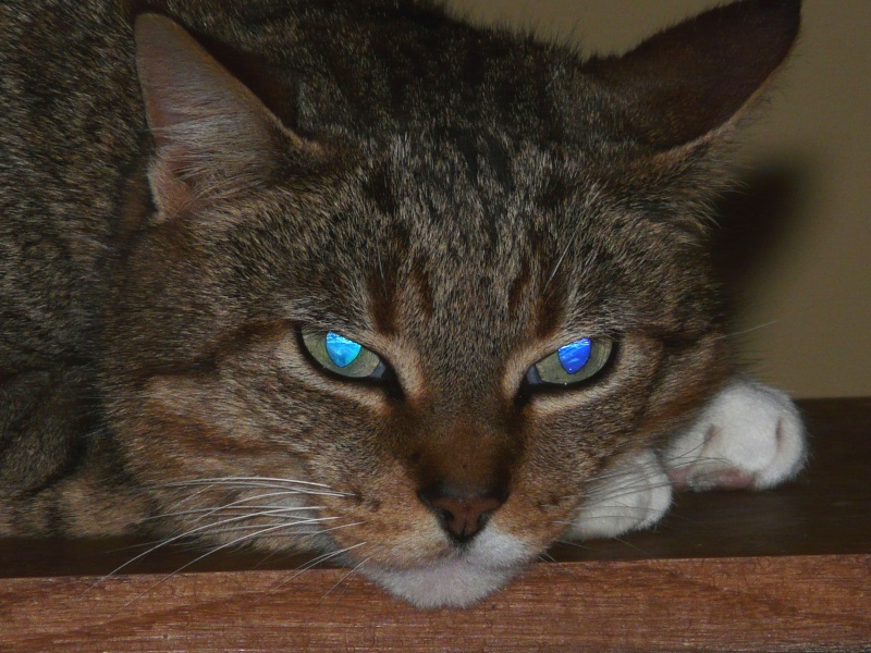 Une autre frimousse de chat avec probleme d' un oeil... P1010710
