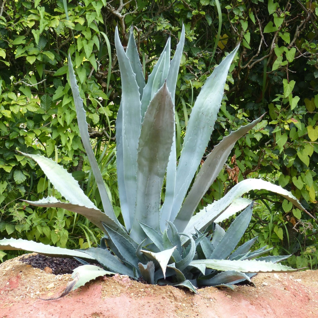 Faire une rocaille dans le nord ! Agave-10