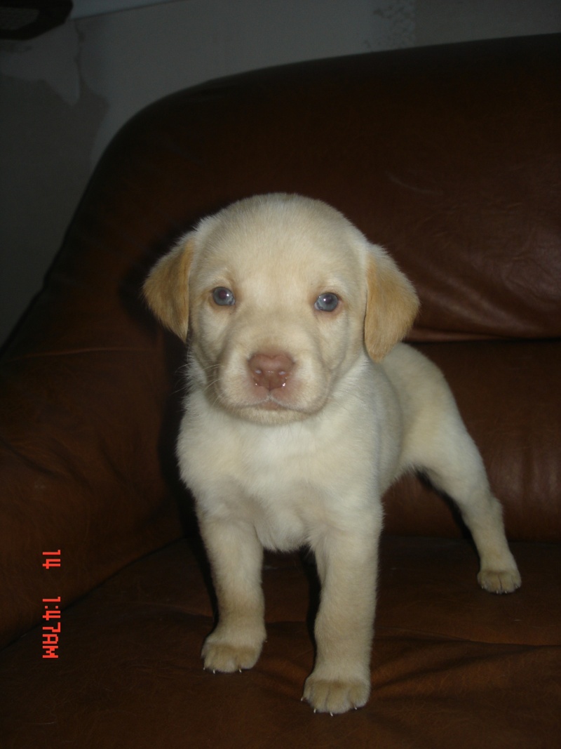 chiot labrador aux yeux bleus