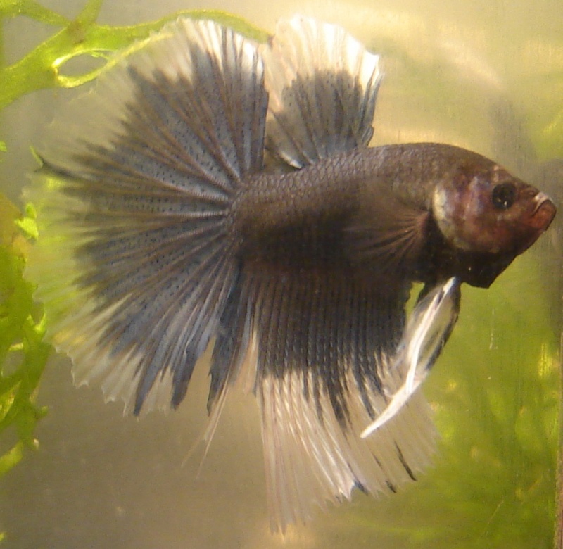 nouveau betta! Dsc01910