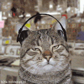 cat listening Image013