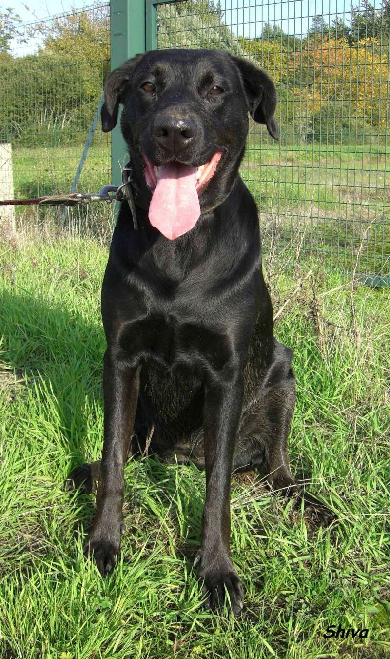 Shiva, croisée Terre neuve dobermann, 2 ans - refuge SLPA d'Amance Shiva210