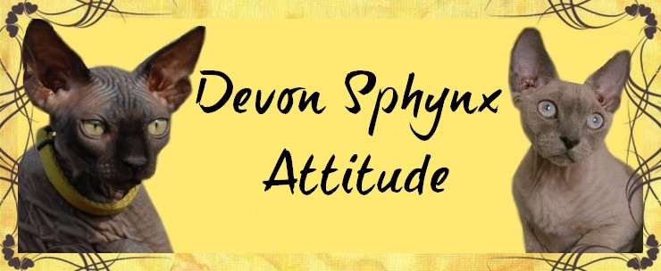 Devon-Attitude