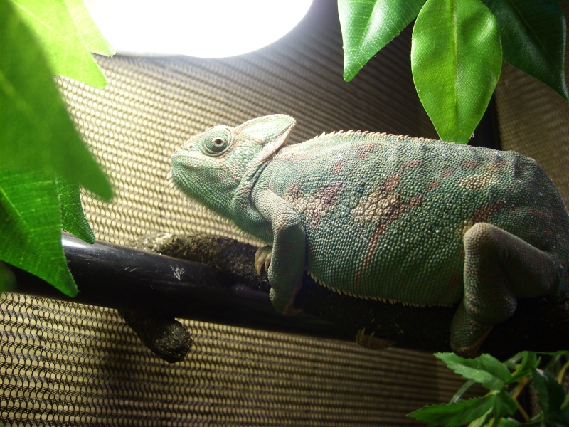 [L] cameleon Calyptratus made in Pagnol Sl730620