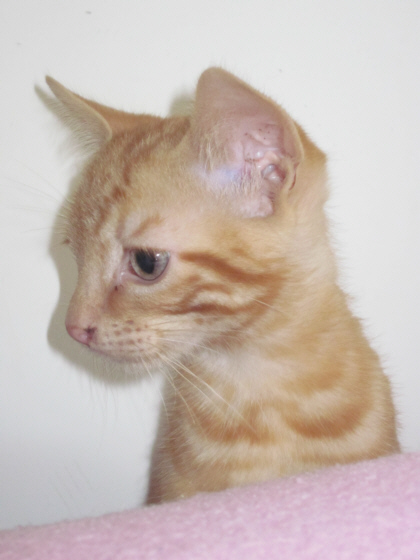 Garfield, chaton de 2 mois (Adopté) Garfie11