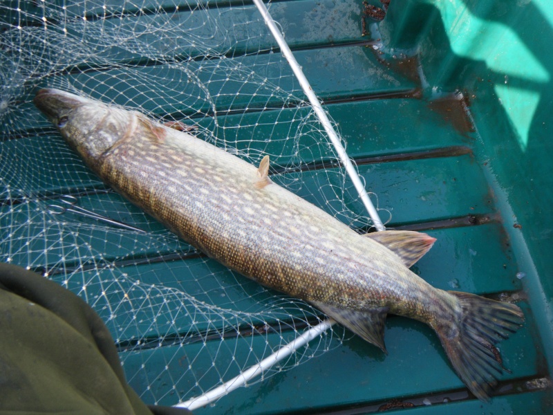 brochet  2011_011