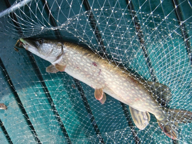 brochet  2011_012