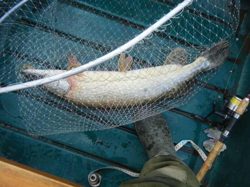 brochet  2011_019