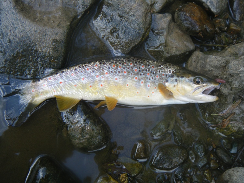 ouverture wading sur la Lomme  Dscf1924