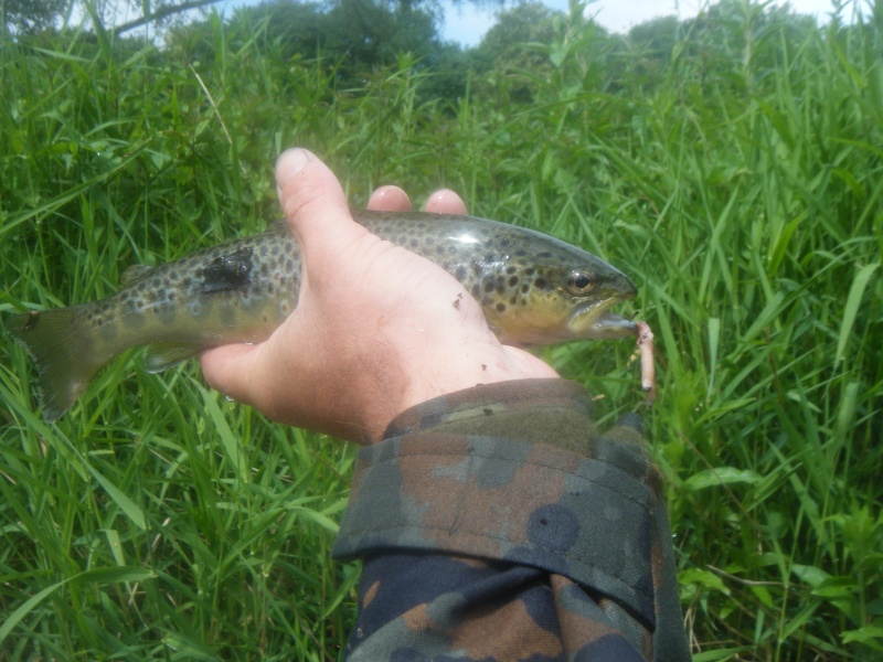 ouverture wading sur la Lomme  Dscf1938