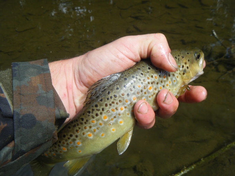 ouverture wading sur la Lomme  Dscf2019