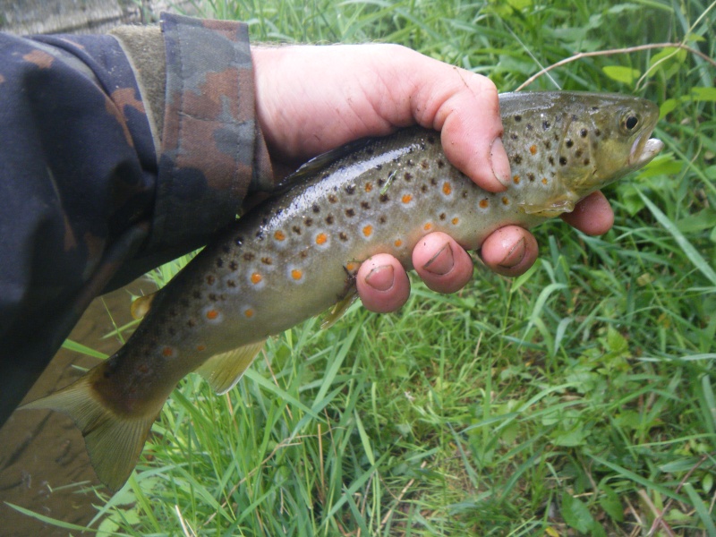 ouverture wading sur la Lomme  Dscf2021