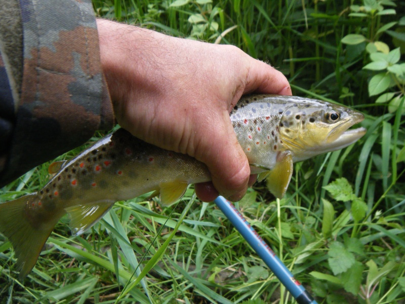 ouverture wading sur la Lomme  Dscf2024