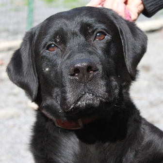 Lester mâle croisé labrador 2 ans environ SPA Douai (59) Lester10