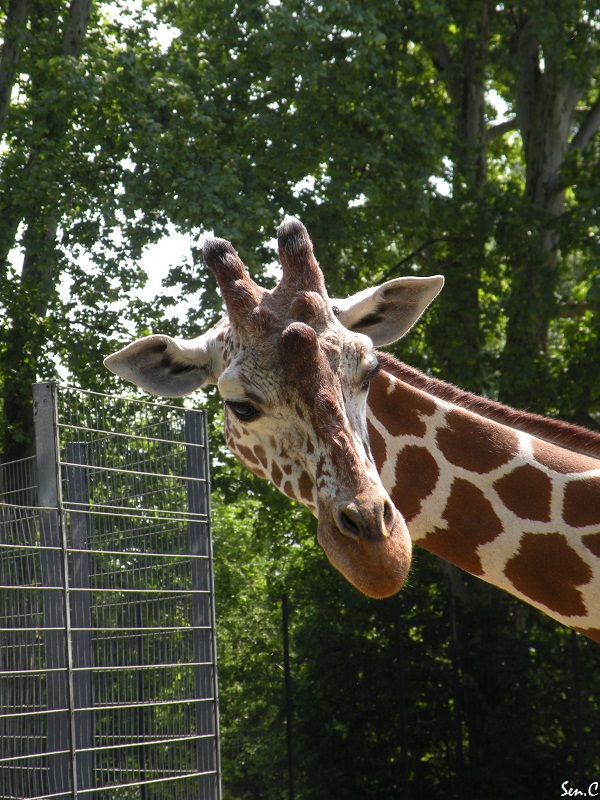 Visite allemande (Zoo de Wilhelma de Stuttgart) Dscn4313