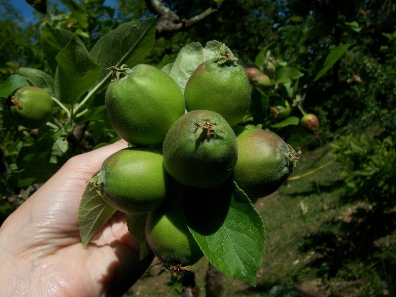 Eclaircir le pommier de... ses fruits ! Grappe10