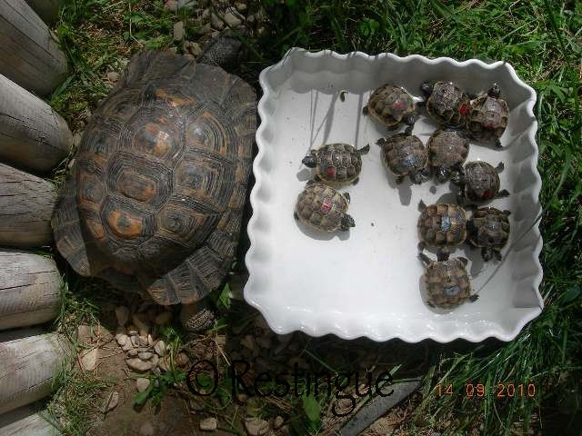 Testudo ibera Dscn0415