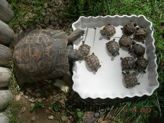 Testudo ibera Dscn0416