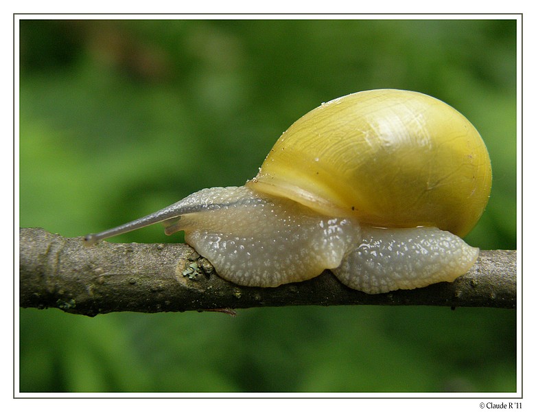 Escargot de jardin P6250111