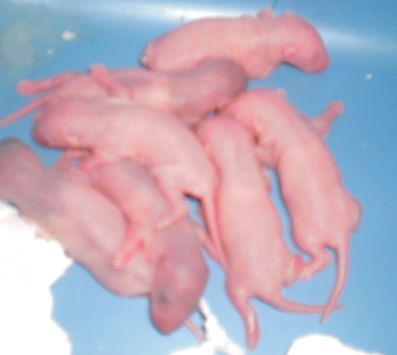 A cloturer: 2 bébés ratous à réservé(02) Bb0110