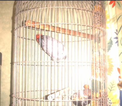 Votre avis sur cette cage à perroquet Coco10