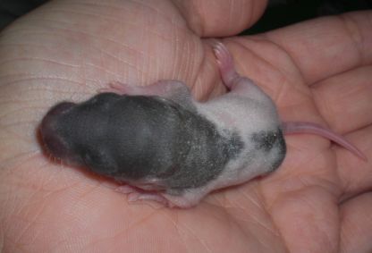 A cloturer: 2 bébés ratous à réservé(02) M110