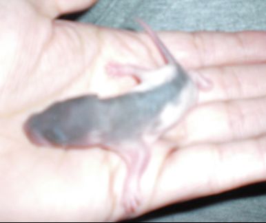 A cloturer: 2 bébés ratous à réservé(02) M210