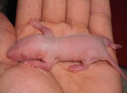 A cloturer: 2 bébés ratous à réservé(02) M410