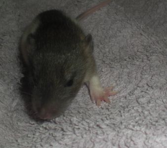 A cloturer: 2 bébés ratous à réservé(02) Ma1_310