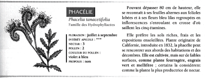 phacelie Phacel10