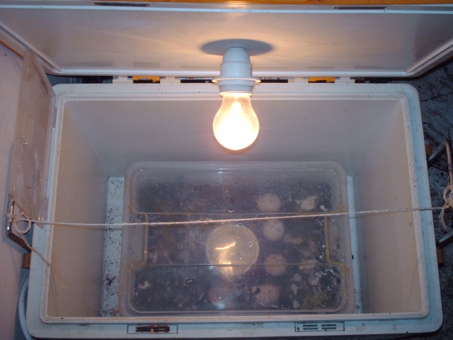 Les différents types d'incubateur Image343