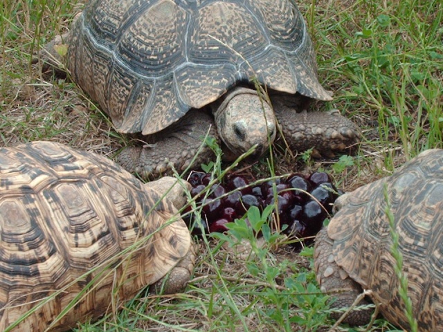 Messieurs Pardalis et les cerises Image360