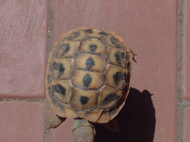 Tortues de Rosita Image421