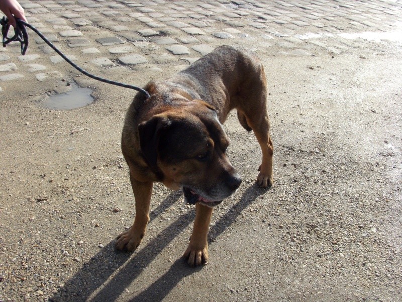  EBENE, (m) CROISE BULLMASTIFF, 3 ANS cherche une famille d'accueil sous association Arche d'Éternité, sinon il ira en refuge, l'association n'a pas les moyens de payer la pension. Ebene_14