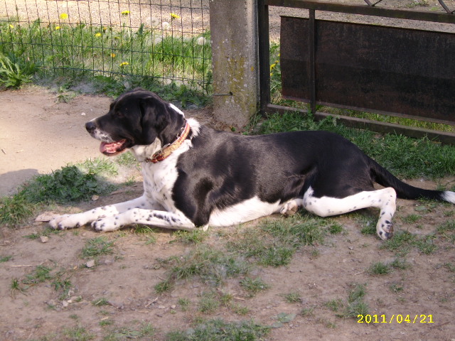 5 chiens cherchent une solution avant d'être abandonnés, Asso et/ou adoptant Esther13