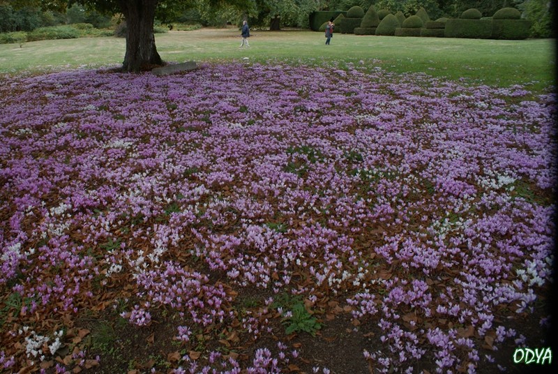 Cyclamen - Page 6 2010_054