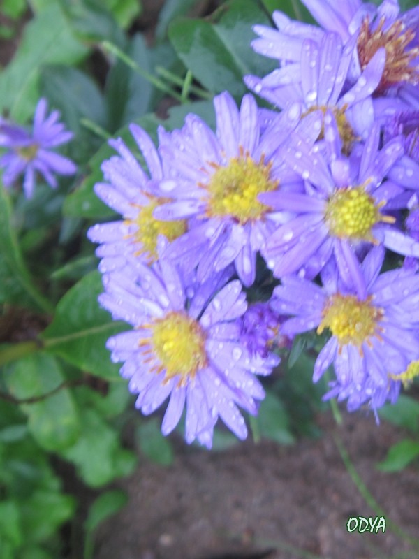 Les Asters d'automne. - Page 9 2010_o33