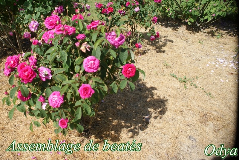 visite de la roseraie LOUBERT  ( Les Rosiers sur Loire 49) - Page 6 Copie116