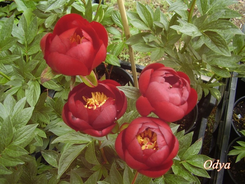 Paeonia, ou pivoines! - Page 11 Copie_59