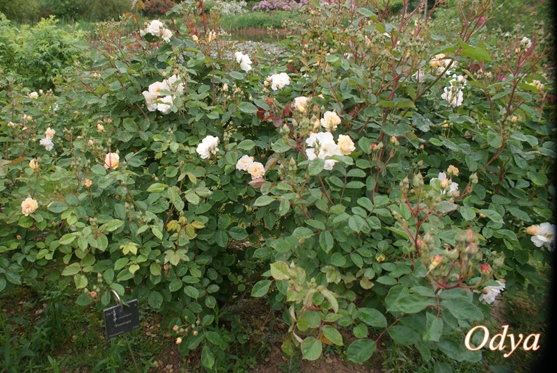 LES CHEMINS DE LA ROSE (49-DOUE LA FONTAINE) Mai_2065