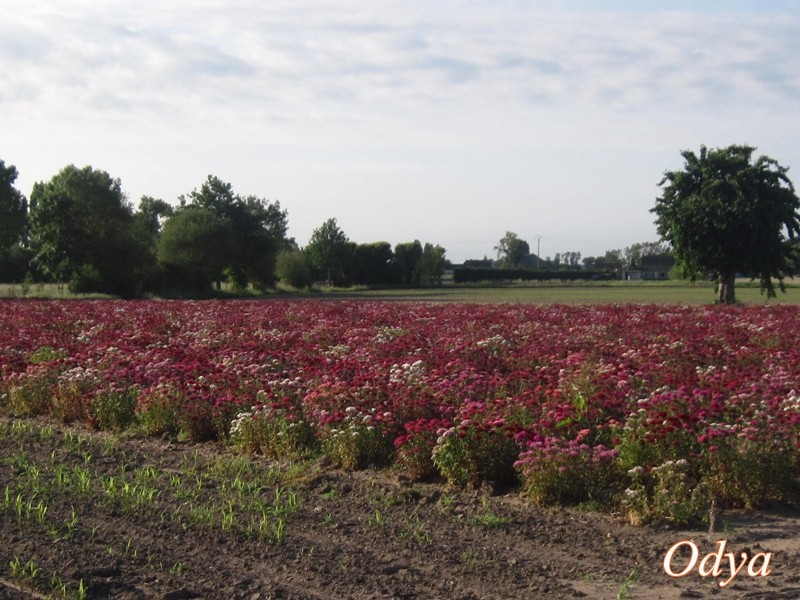 Champs de fleur Mai_2165