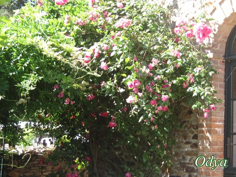 Fête des plantes  au Chateau du Pin Mai_2326