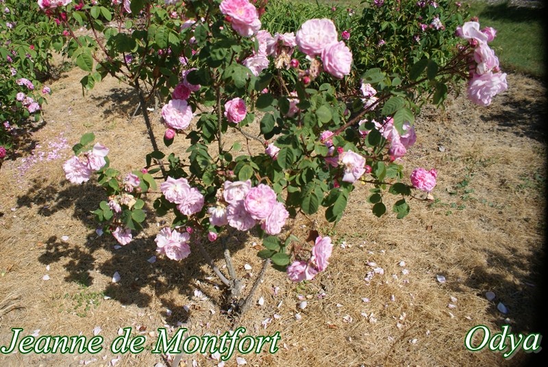 visite de la roseraie LOUBERT  ( Les Rosiers sur Loire 49) - Page 6 Mai_2426