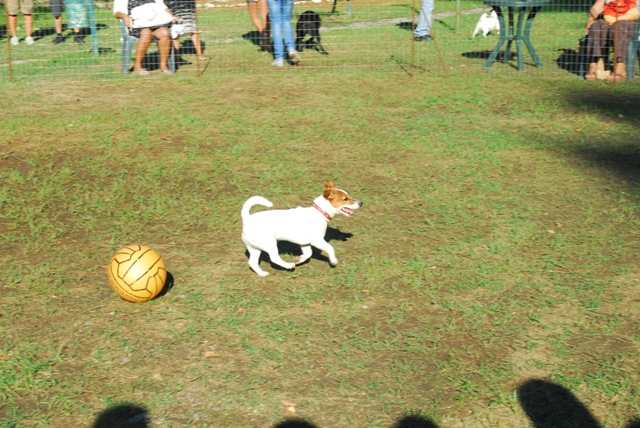 1° Raduno amatoriale "Jack Russel Terrier"- Diamante (CS)  FOTO Dsc_6016