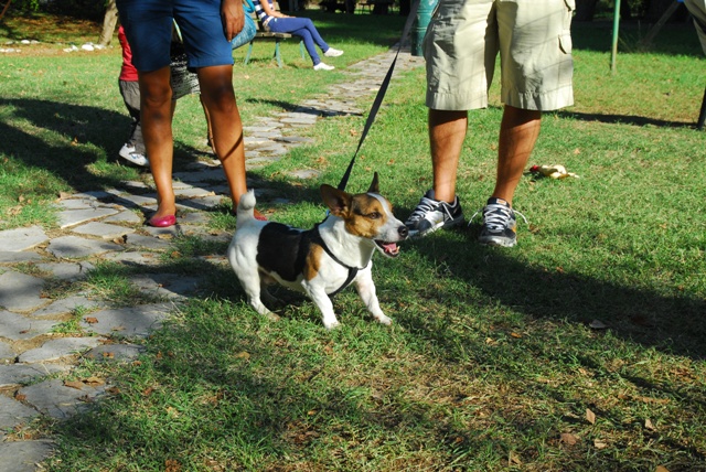 1° Raduno amatoriale "Jack Russel Terrier"- Diamante (CS)  FOTO Dsc_6023