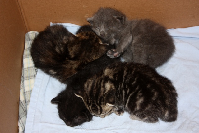 cherche asso pour couvrir 4 chatons jusqu'a adoptions(80) Img_2414