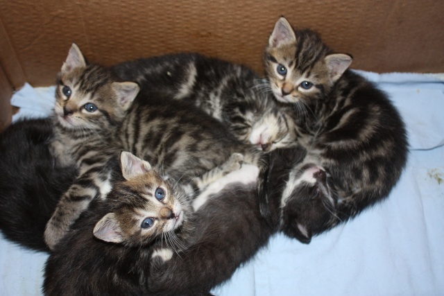 cherche asso pour couvrir 4 chatons jusqu'a adoptions(80) Img_2530