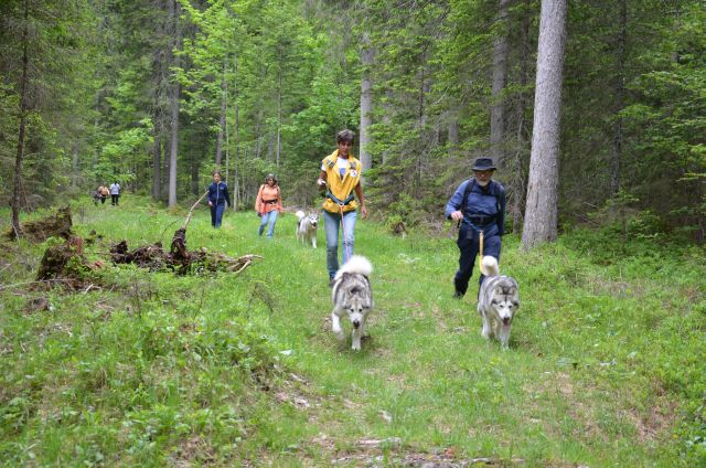 1° meeting Alaskan Malamute estate 2011 - non solo dog-trekking! 02__10