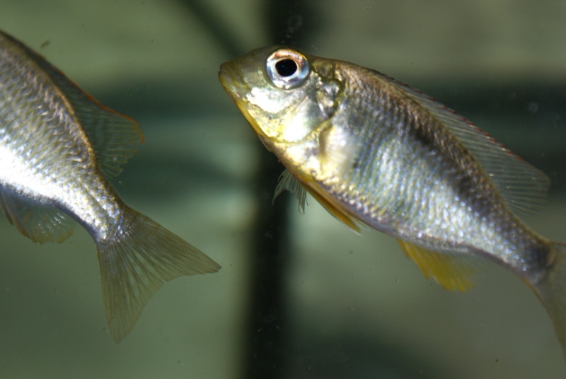 lethrinops narangu Dsc04215