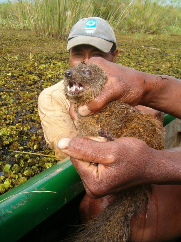 Une espèce de carnivore découverte à Madagascar. ( sciences.blog.lemonde.fr)  1_sala10